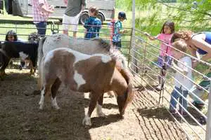 Petting zoo at Old Settler's 2019 Music Festival