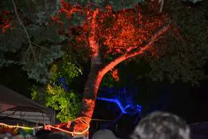 Trees lit at Campground stage at Old Settler's Music Festival