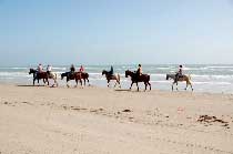 Horses On The Beach- Corpus