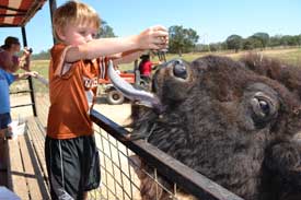 Feeding a water buffalo