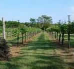 Lone Creek Winery