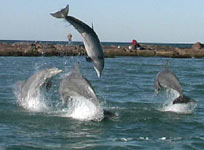 Dolphins playing in Laguna Madre Bay
