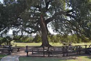 Tree at Windsong at The Alexander at Creek Road