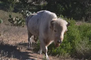 Wildlife at Ox Ranch