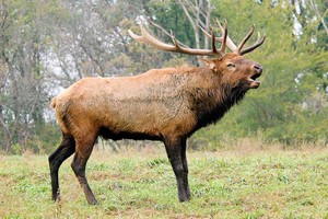 Elk at Ox Ranch