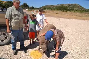 Feeding a pig at Ox Ranch