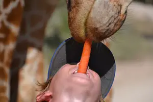 Feeding a giraffe a carrot