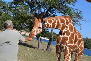 Larry feeding a giraffe