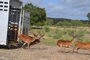 Red Stag excited about their new home on Ox Ranch