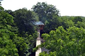 bridge to the tree house
