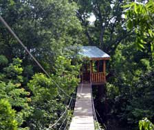 bridge from platform to tree house