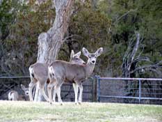 deer at Starlight Canyon