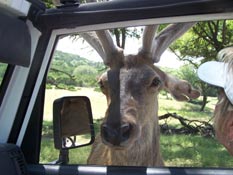 Up close and personal with the animals at Fossil Rim