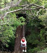 Zipping through the trees at Cypress Valley Canopy Tours
