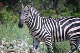 Zebra at Natural Bridges Wildlife Ranch