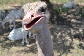 Ostrich at Natural Bridges Wildlife Ranch