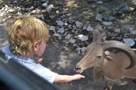 Feeding the animals at Natural Bridges Wildlife Ranch