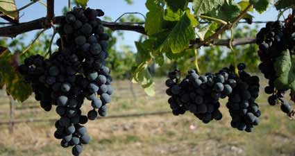 Solaro Estate Winery