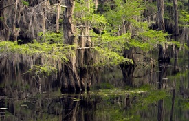 Caddo Lake State Park