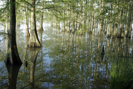 Martin Dies Jr. State Park