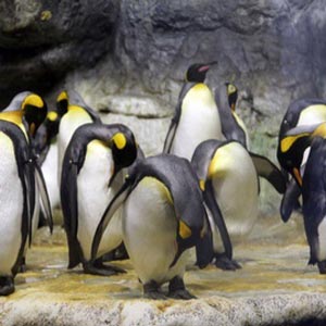Moody Gardens Aquarium