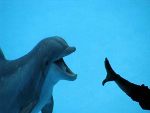 Dolphin show at Texas State Aquarium