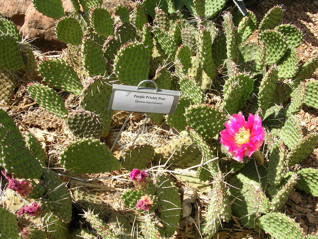 Amarillo Botanical Gardens