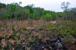 East Texas Arboretum Bog