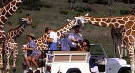 Guided Tour at Fossil Rim