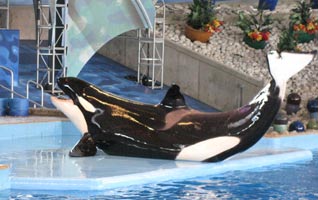 Shamu at Sea World