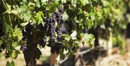 Bunches of Grapes