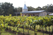 Dry Comal Creek Vineyard