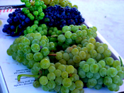 Paris Vineyards