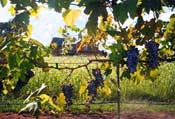 Pleasant Hill Winery