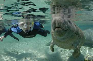 swimming with the manatees