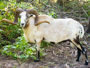 Sheep at Ox Ranch