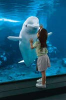 Up close with the dolphins